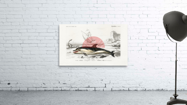 Delphinus delphis Wall Preview