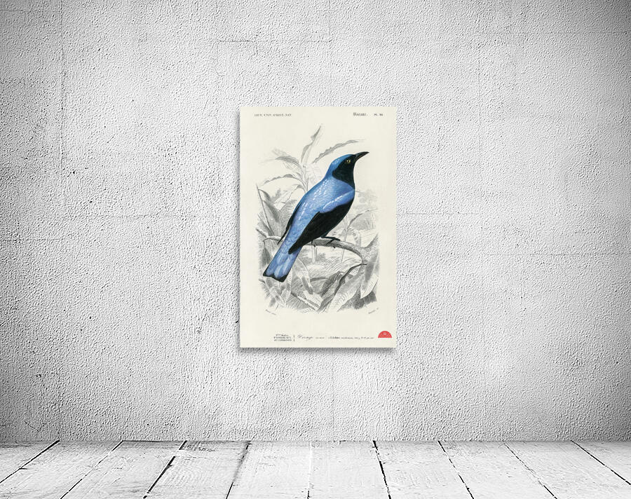 Square-tailed drongo Edoius caerulescens Wall Preview