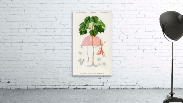 Astrapoea Wallichii Wall Preview