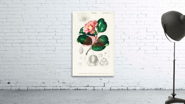 Eastern dobsonfly Corydalus cornutus Wall Preview