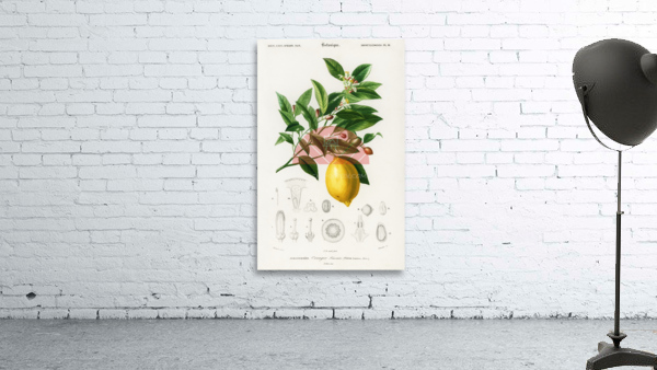 Lemon Citrus Limonium Wall Preview