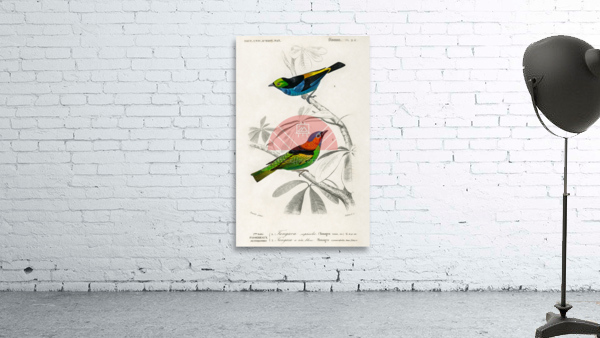 Different types of birds Wall Preview