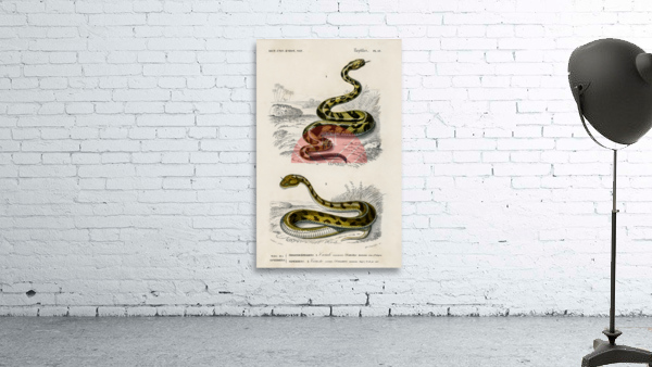 Rattlesnake Crotale and Saharan horned Viper Cerastes Wall Preview