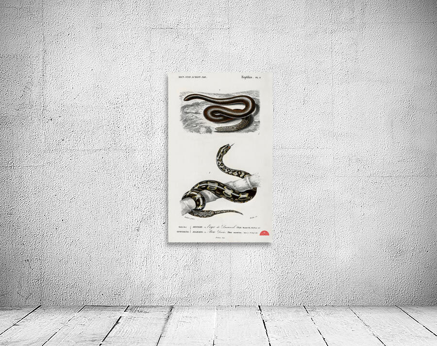 Eryx and the Red-tailed boa Wall Preview