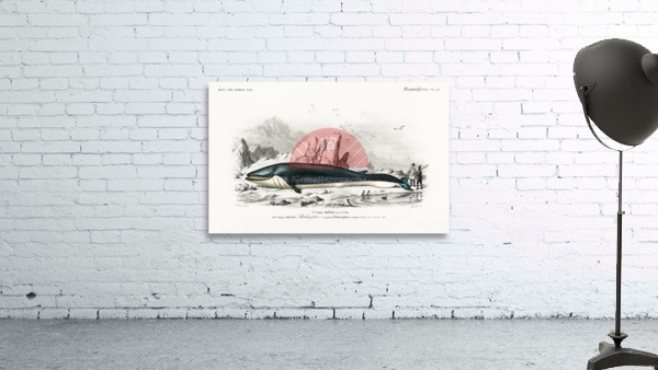 Balaenoptera rorqual Wall Preview