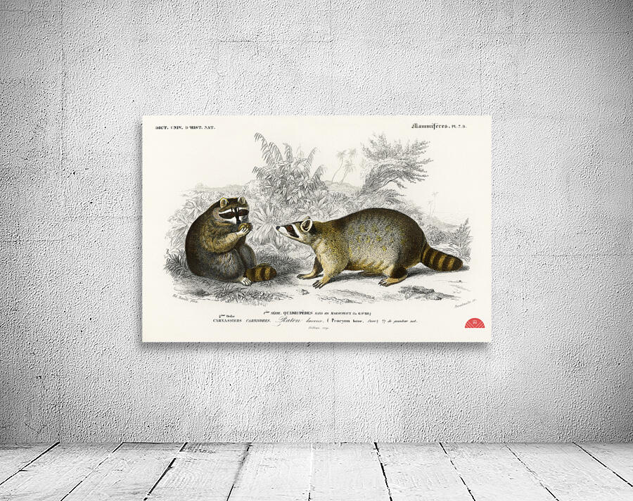 Raccoon Procyon lotor Wall Preview