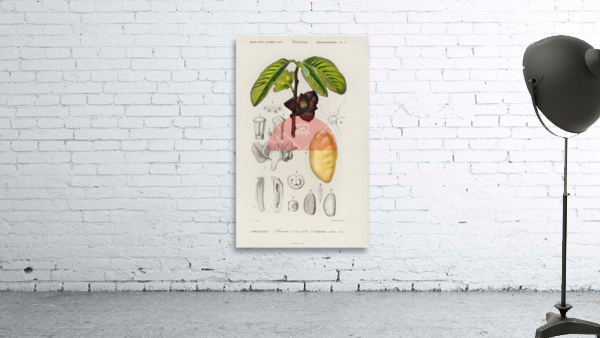 Asimina triloba Wall Preview