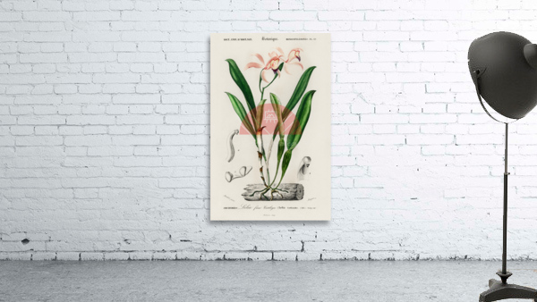 Lelia cattleioides Wall Preview