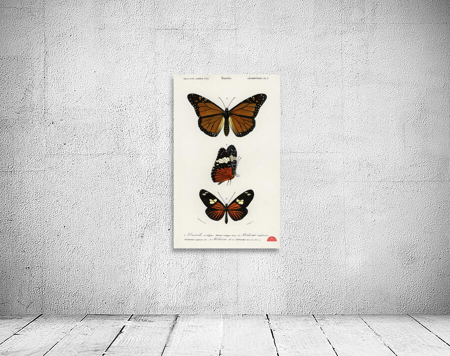 Amphisbaena fuliginosa spotted worm lizard Typhlops lumbricalis blind snakes Vropeltis Philippinus shield tail snakes Wall Preview