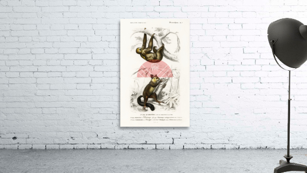 Three-toed Sloth Bradypus ustus and Aye-aye Cheiromys madagascariensis Wall Preview