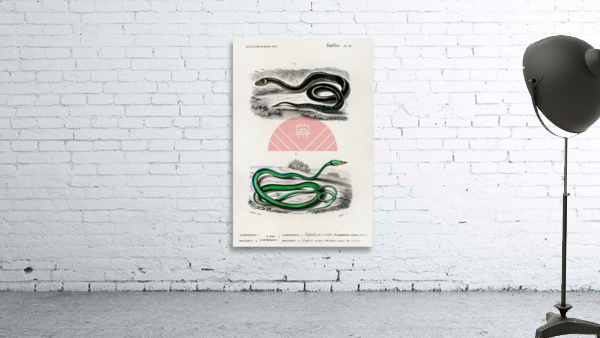 Grass Snake and the green vine snake Wall Preview