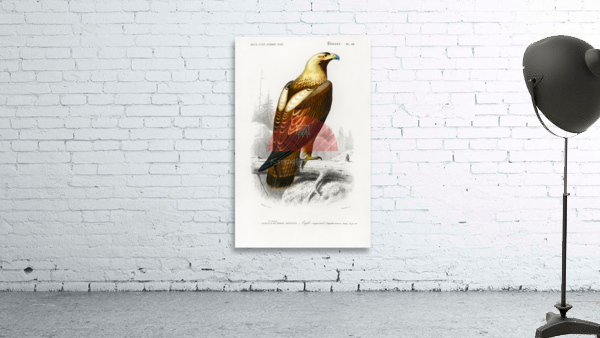 Eastern imperial eagle Aquila heliaca Wall Preview