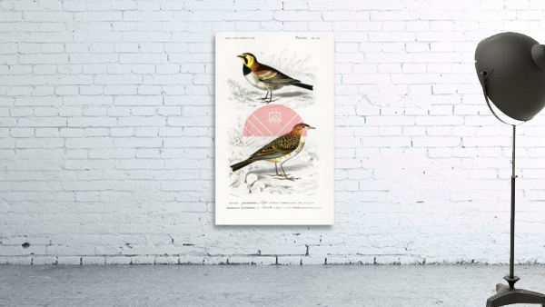 Different types of birds Wall Preview