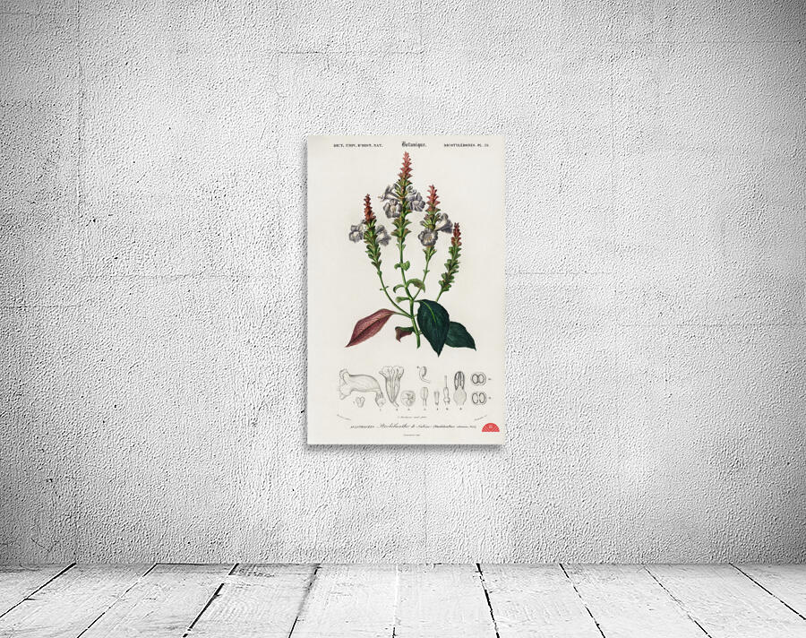 Strobilanthes sabiniana Wall Preview