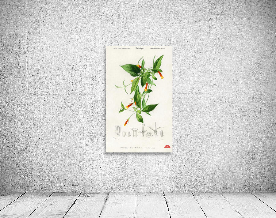 Strobilanthes sabiniana Wall Preview