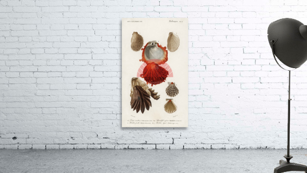 Different types of mollusks Wall Preview