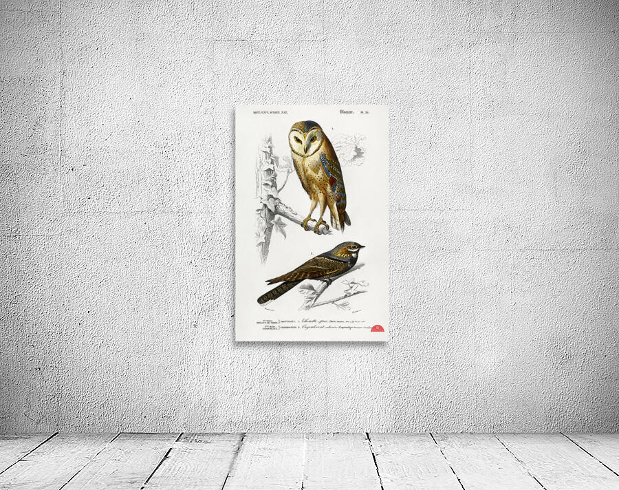 Different types of birds Wall Preview