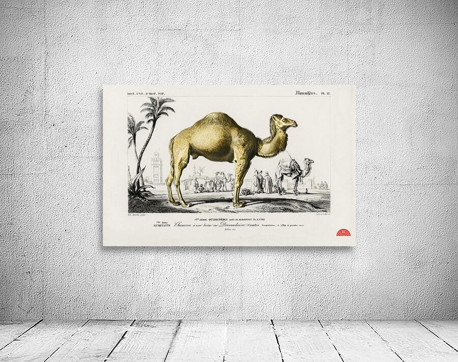 Camel Camelus Wall Preview