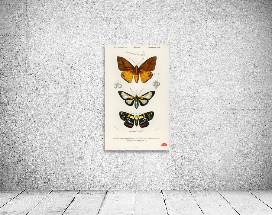Collection of moths Wall Preview