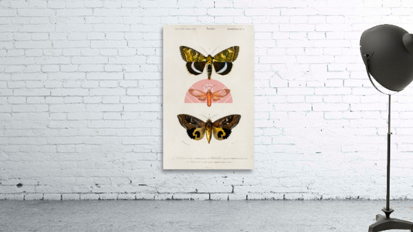 Different types of moths Wall Preview