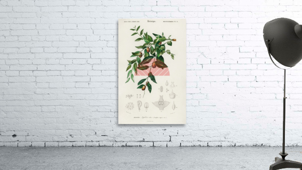 Jujube red date Ziziphus vulgaris Wall Preview