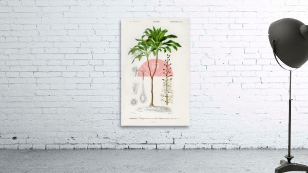 Dracaena brasiliensis Wall Preview