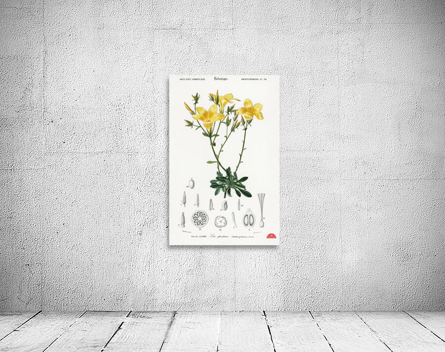 Yellow flax Linum glandulosum Wall Preview