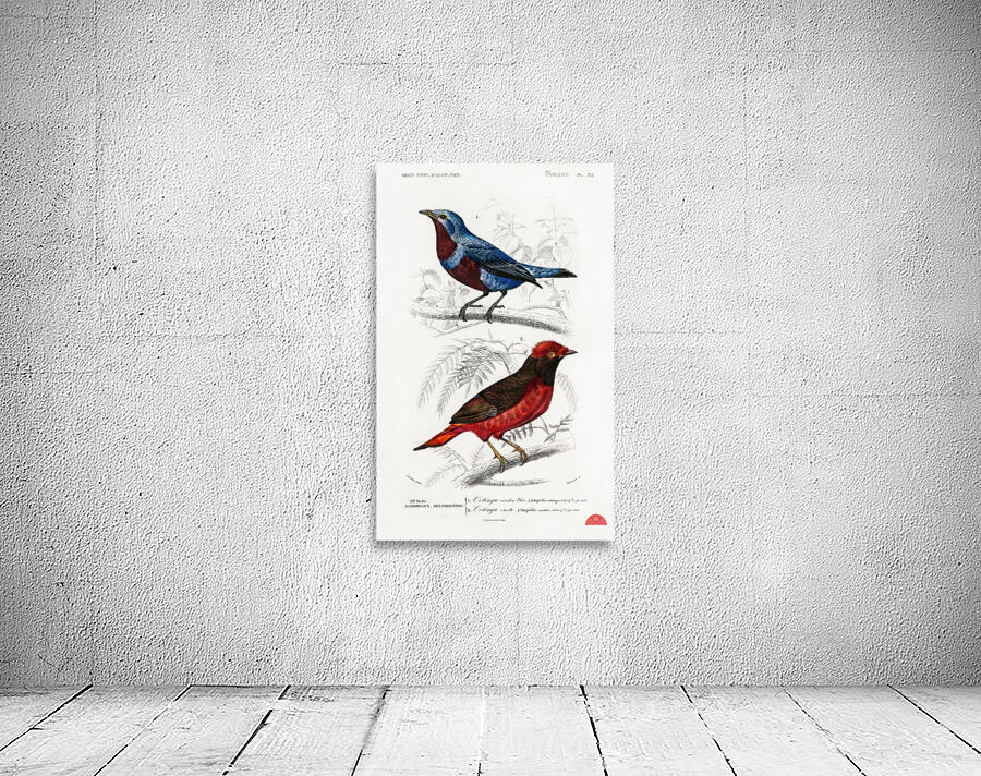 Different types of birds Wall Preview
