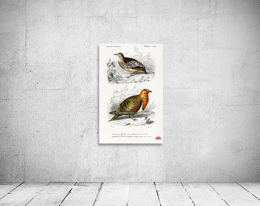 Different types of birds Wall Preview