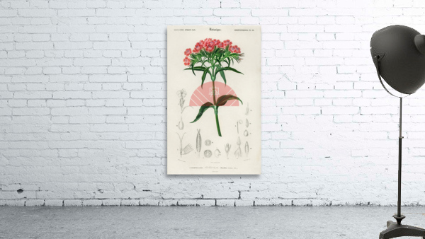 Brazilian gloxinia or Florist gloxinia Gloxinia caulescente Wall Preview