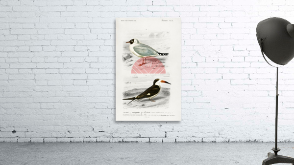 Different types of birds Wall Preview