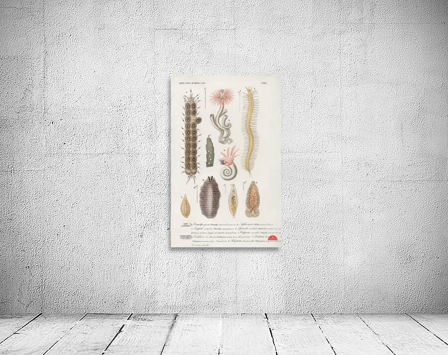 Different types of marine life Wall Preview