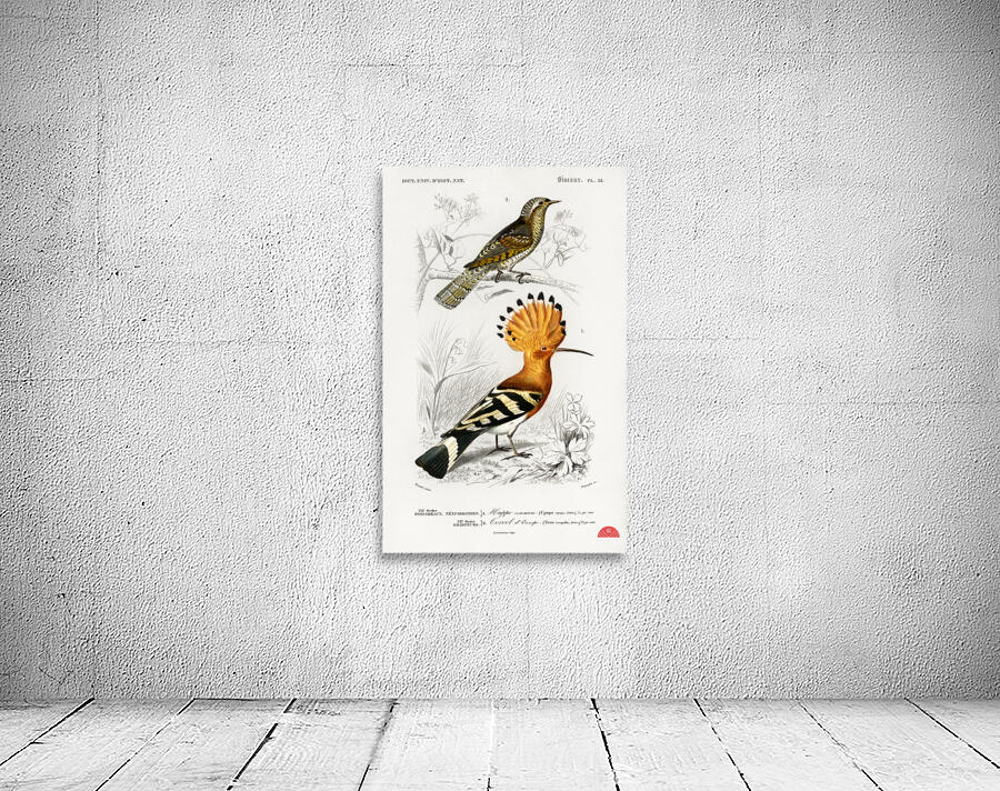 Different types of birds Wall Preview