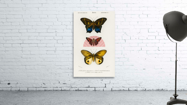Different types of butterfly Wall Preview