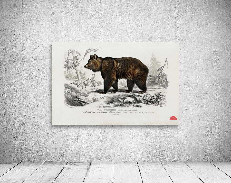Brown Bear Ursus Arctos Wall Preview