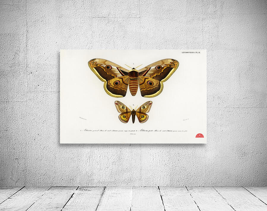Emporor moths Wall Preview
