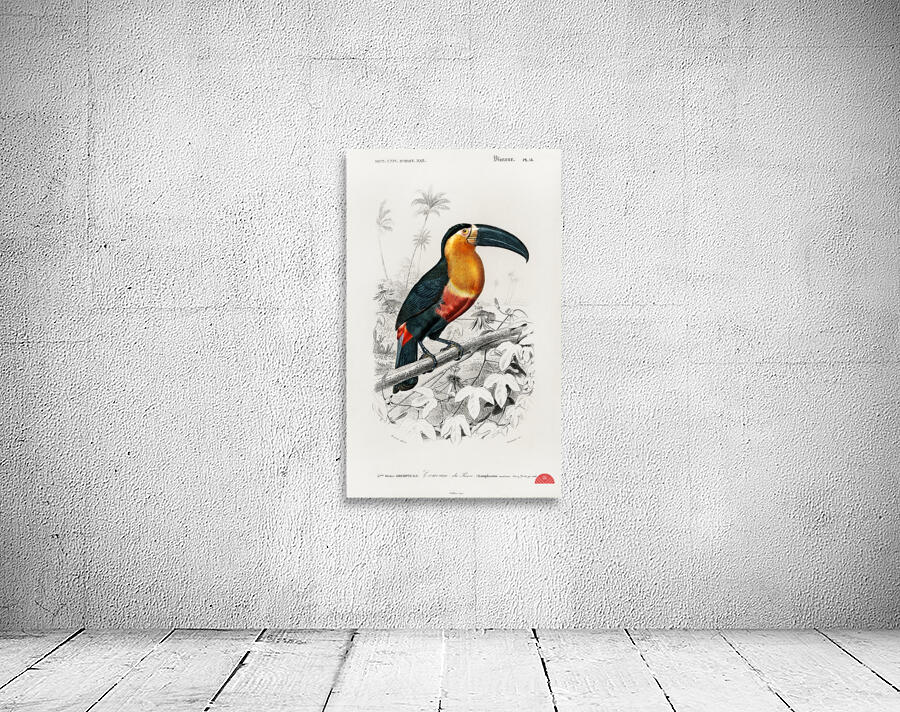 Toucan bird Wall Preview