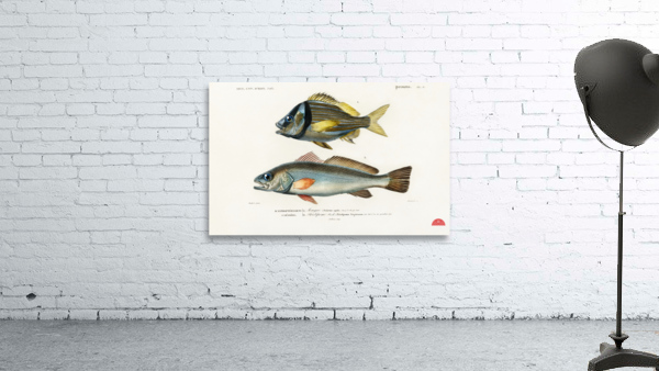 Porkfish Pristipoma virginianum and Shade-fish Sciaena aquila Wall Preview