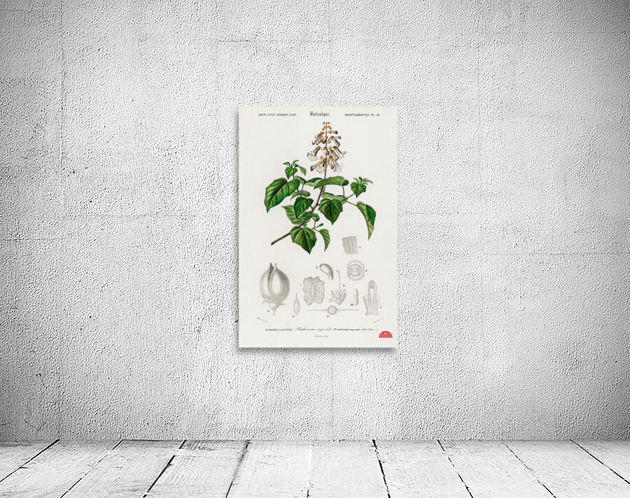 Empress tree Paulownia imperialis Wall Preview