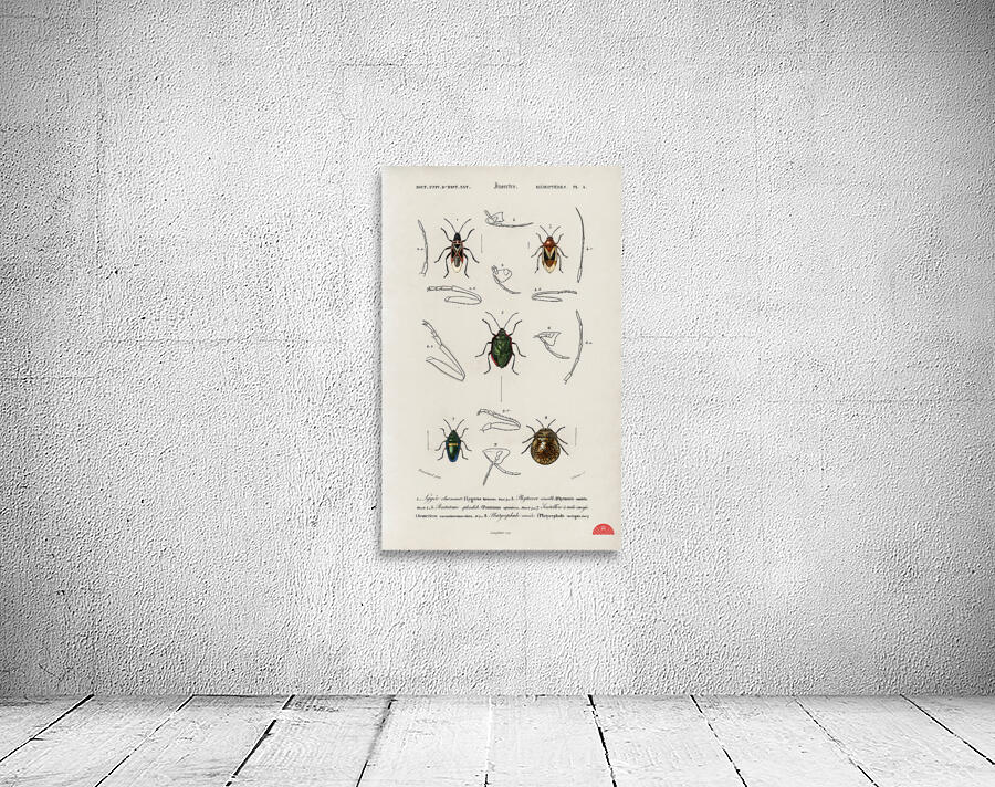 Different types of insects Wall Preview