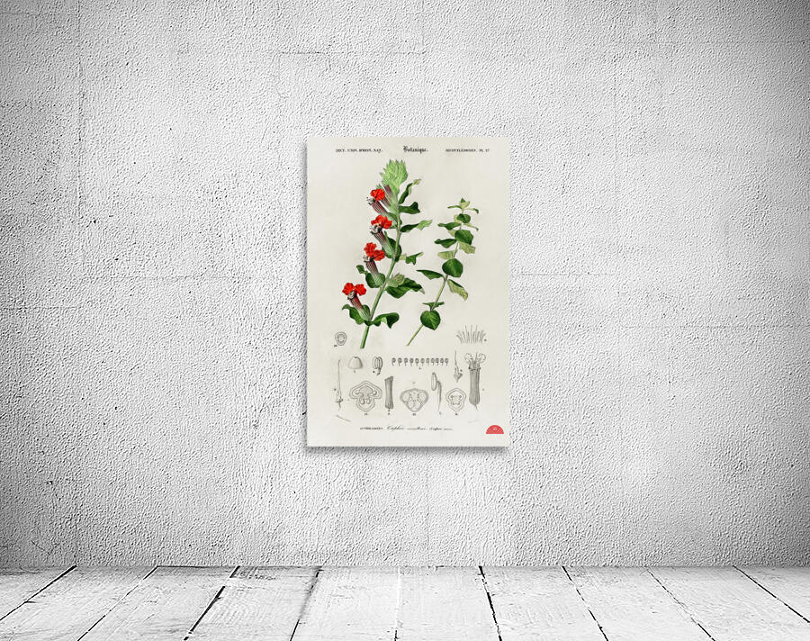 Different types of birds Wall Preview