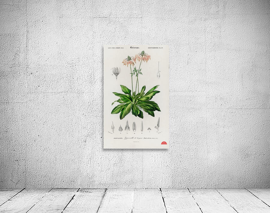 Dodecatheon meadia Wall Preview