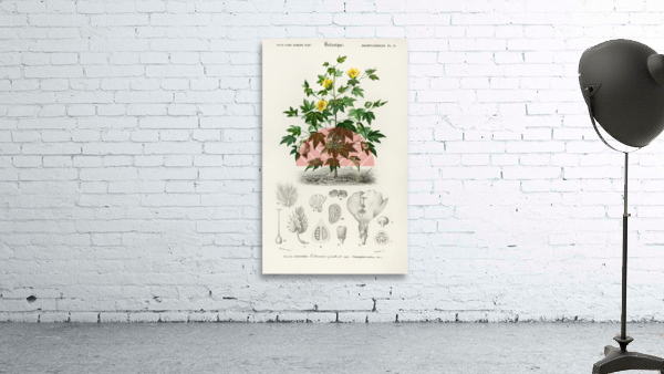 Sea Island cotton gossypium vitifolium Wall Preview