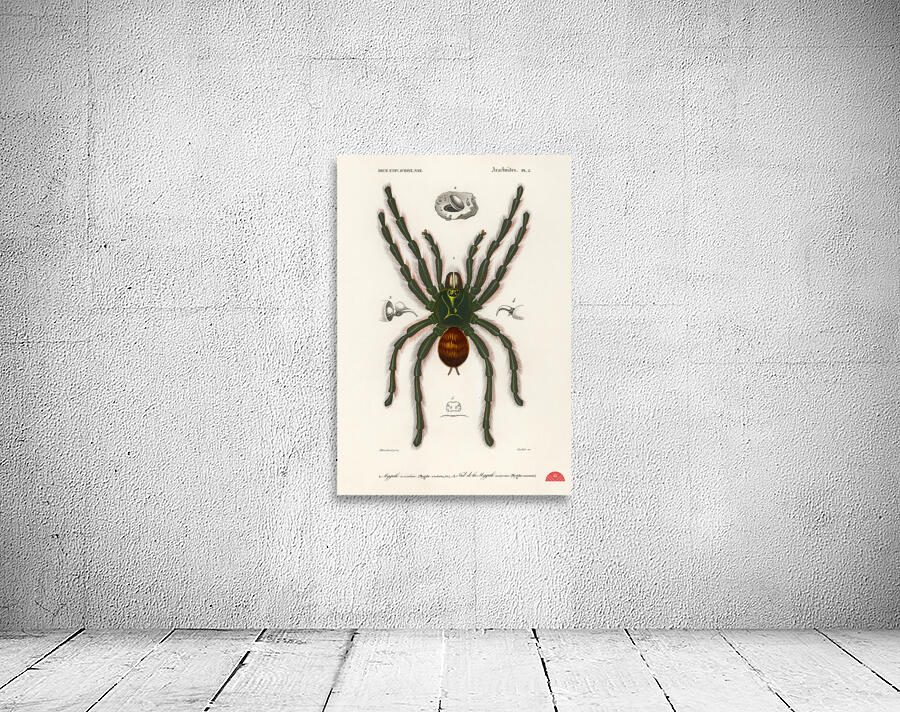 Sea Island cotton gossypium vitifolium Wall Preview