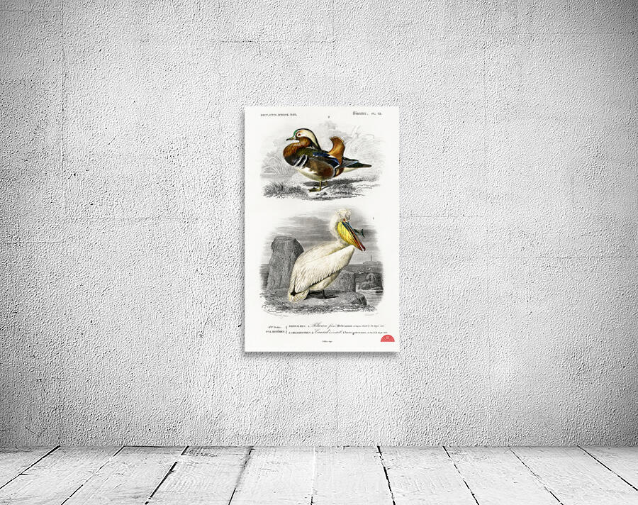 Different types of birds Wall Preview