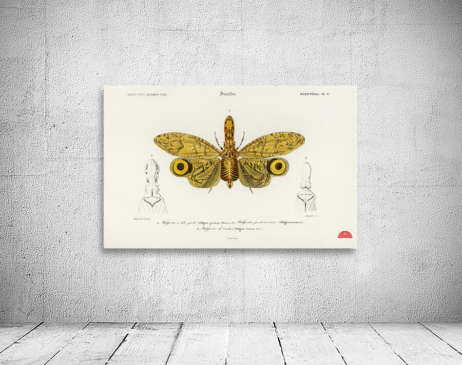 Different types of birds Wall Preview