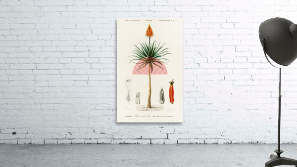 Candelabra aloe aloe fruticosa Wall Preview