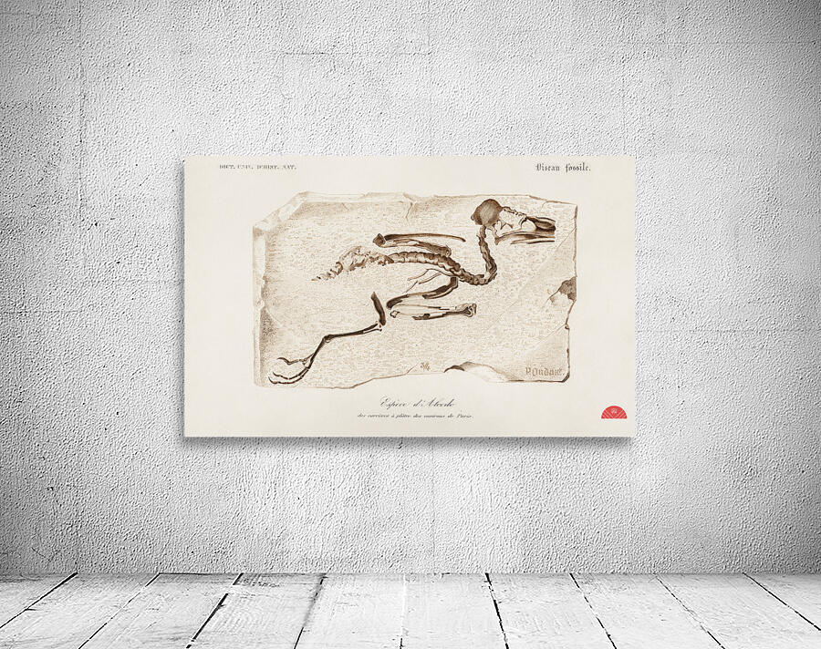 Kingfisher Alcedo Wall Preview