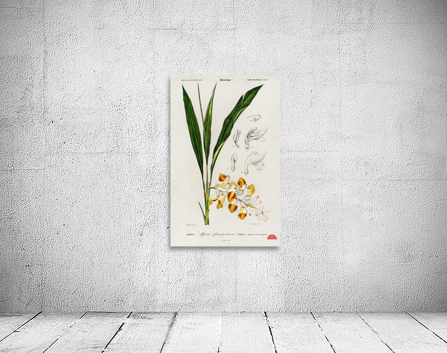 Dwarf cardamom Alpinia nutans Wall Preview