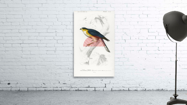 Eurasian sparrowhawk Accipiter nisus Wall Preview